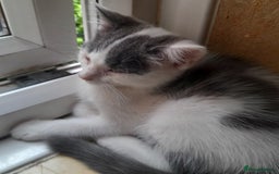 Mixed Breed cats for sale: Bezutiful kittens, looking fir their forever home. - Image 2
