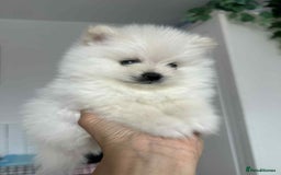 Pomeranian dogs for sale: Adorable White Teddy-Bear Pom Puppies! - Image 5