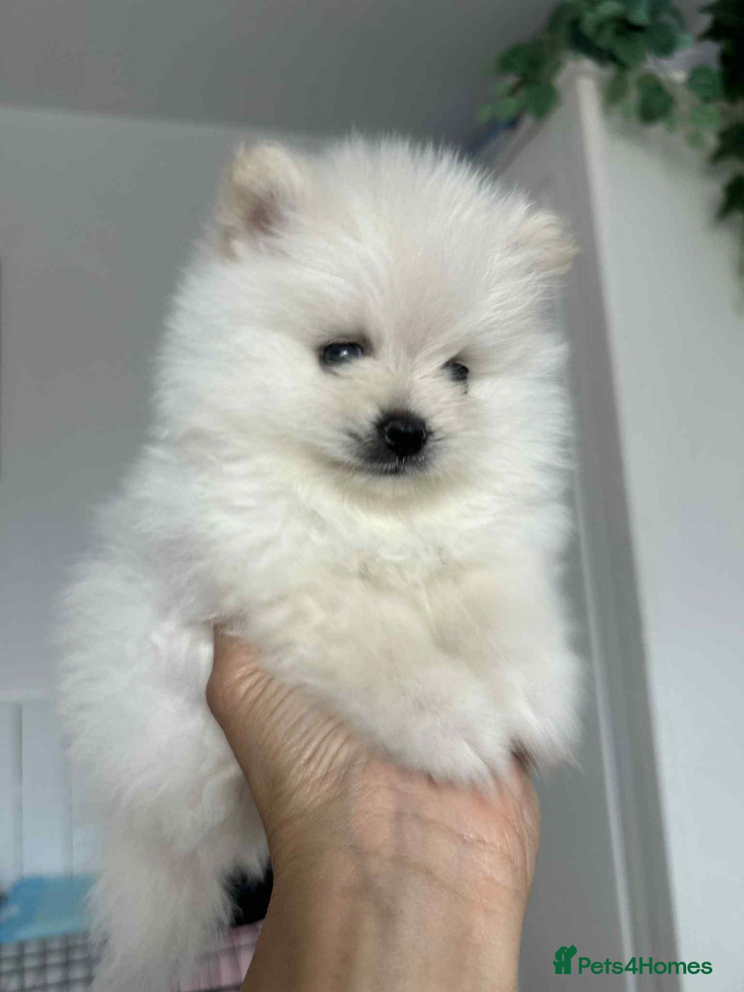 Pomeranian dogs for sale: Adorable White Teddy-Bear Pom Puppies! - Image 5