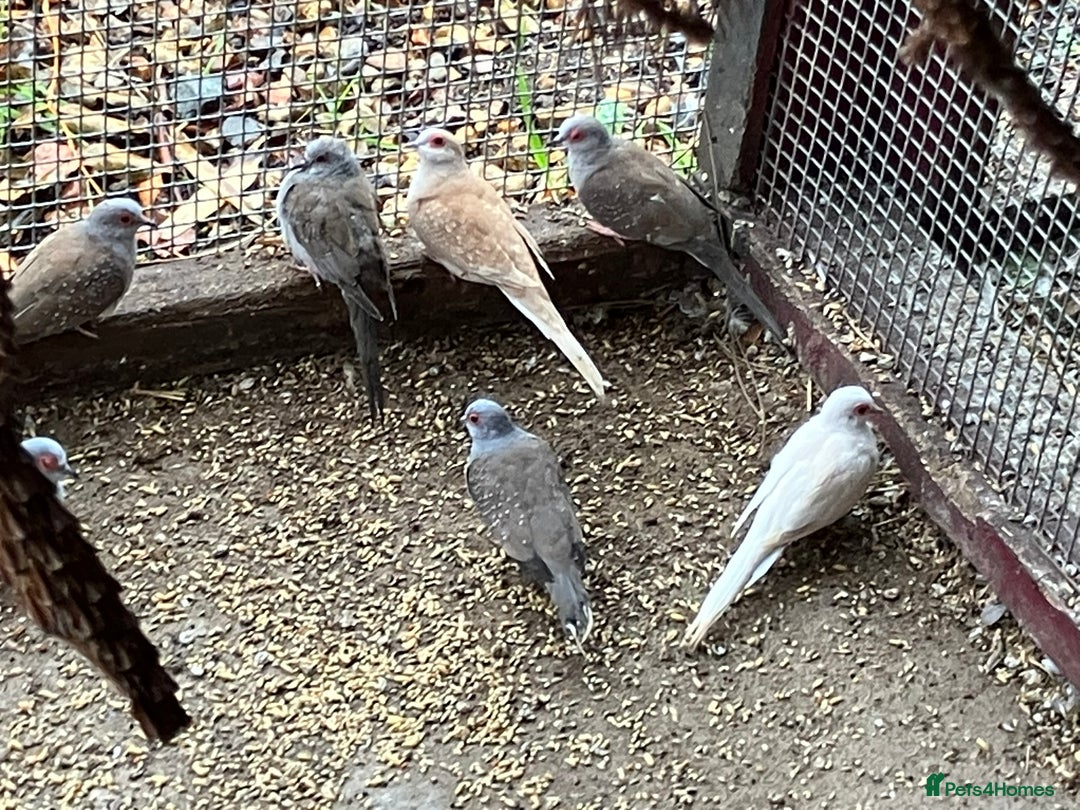 Doves birds for sale: Diamond doves for sale 2025 bred  - Image 1