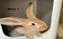 Continental Giant rabbits for sale: READY TO RESERVE - Continental Giant Litter  in Cleckheaton - Image 4