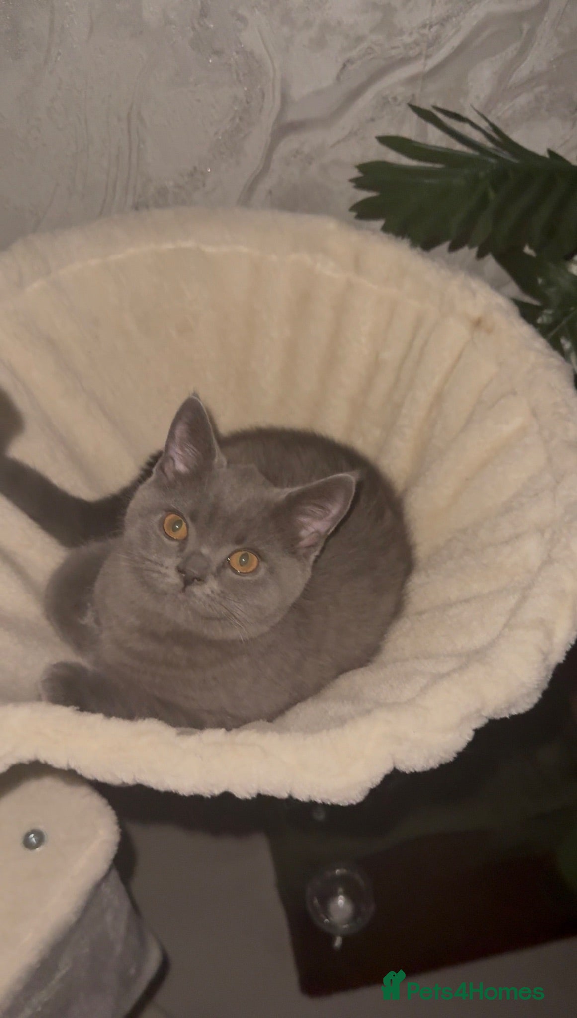 British Shorthair cats British Shorthair Kitten For Sale Ready Now - Advert 1
