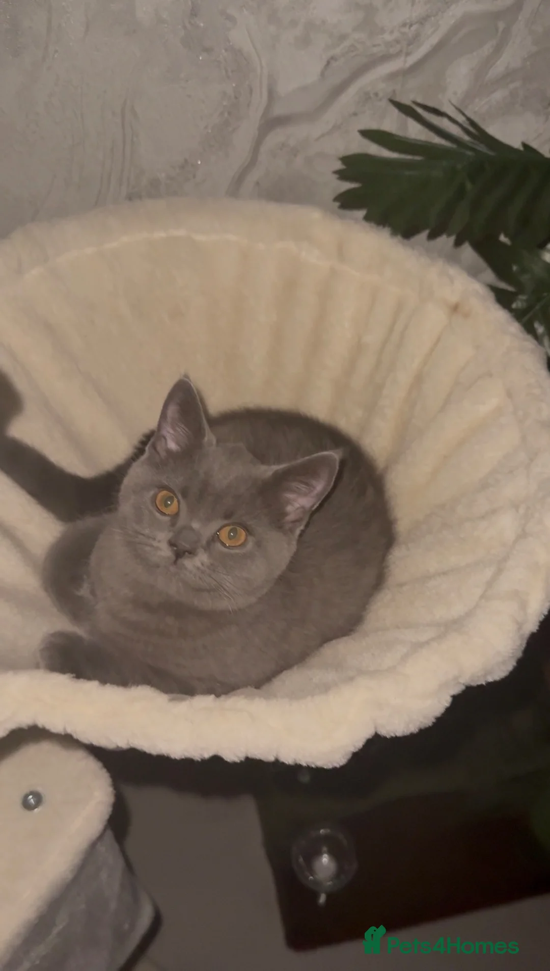 British Shorthair cats for sale: British Shorthair Kitten For Sale Ready Now in Liverpool - Advert 1