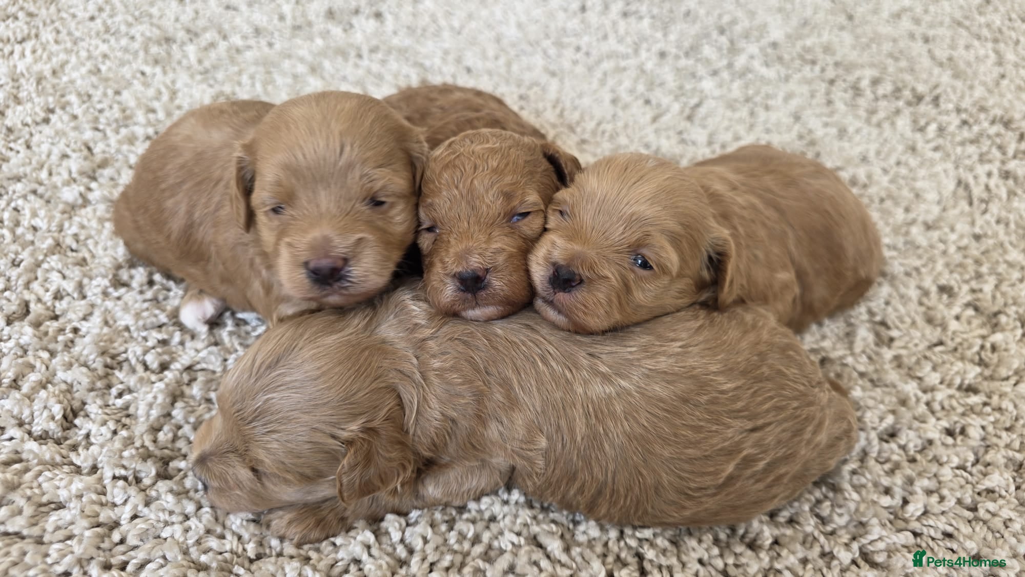 Maltipoo dogs 1 BOY RESERVED Adorable Tiny Maltipoo puppies 🐶 - Advert 2