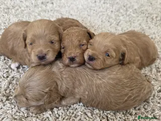 Maltipoo dogs 1 BOY RESERVED Adorable Tiny Maltipoo puppies 🐶 - Advert 2
