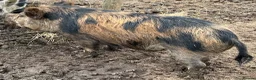 Pig livestock for sale: Intact Kune Kune/Juliana boars - Advert 5