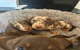 Dachshund dogs for sale: Dachshund puppies  - Image 8