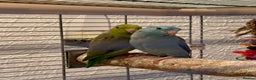 Parakeets birds for sale: 2 beautiful parrotlets with cage/accessories - Advert 1