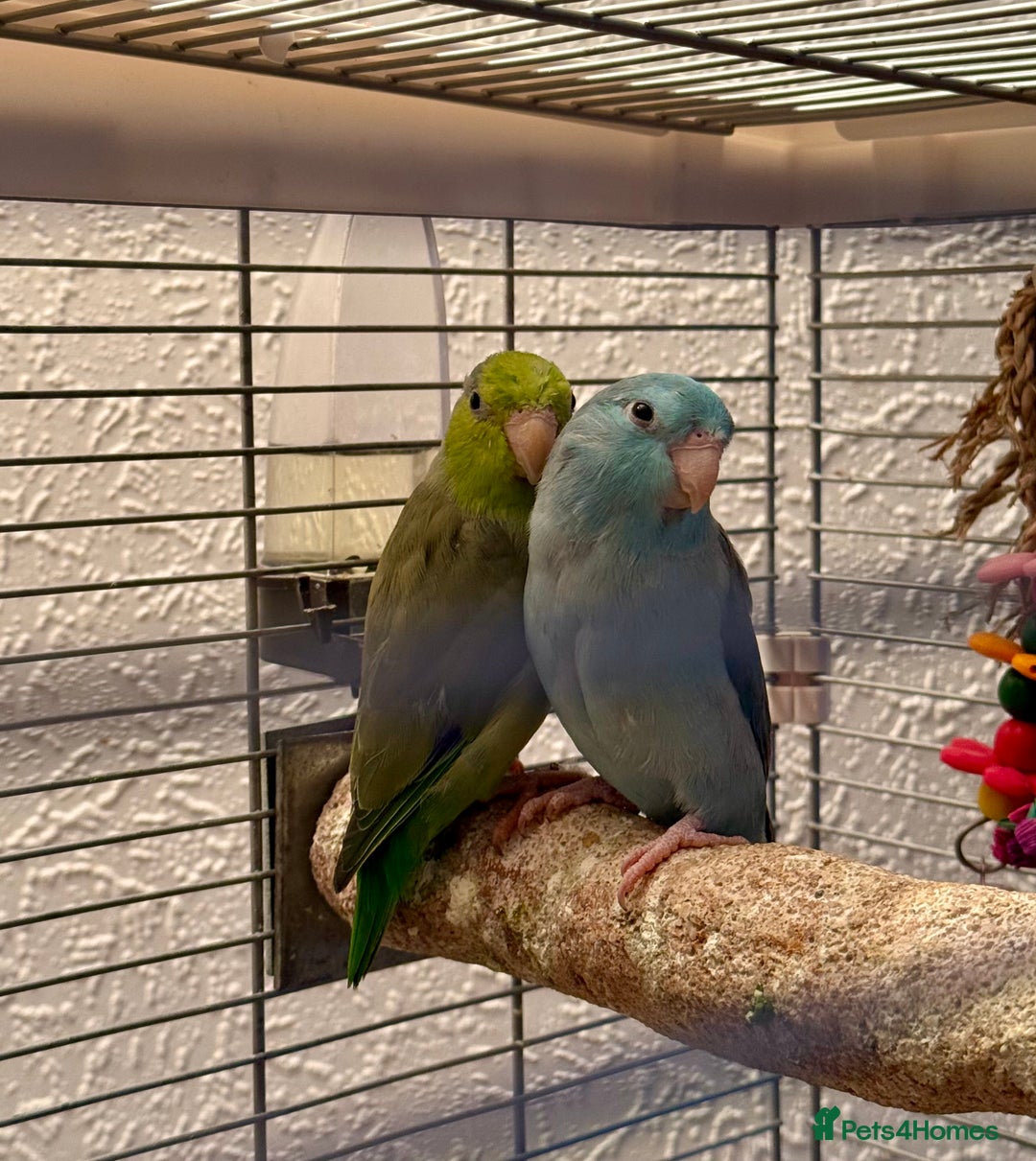Parakeets birds for sale: 2 beautiful parrotlets with cage/accessories - Advert 1