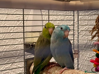 Parakeets birds 2 beautiful parrotlets with cage/accessories - Advert 1