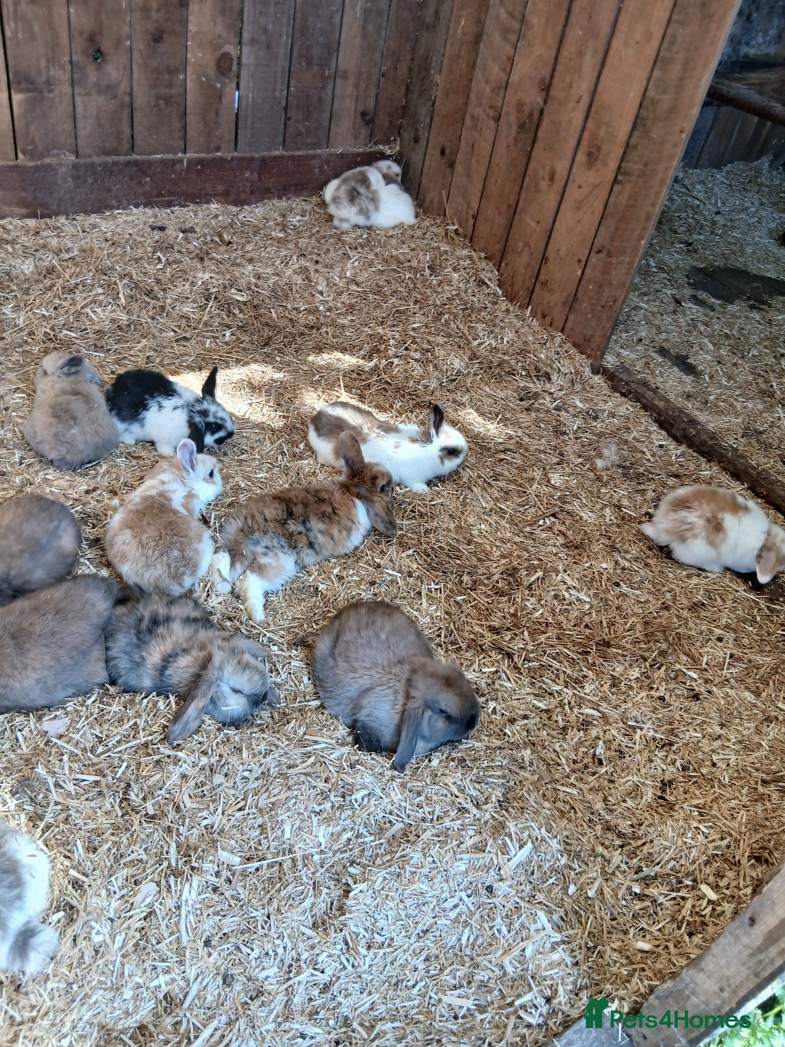 Dwarf Lop rabbits Dwarf lopp  - Advert 1