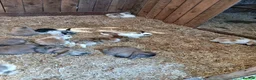 Dwarf Lop rabbits for sale: Dwarf lopp  in Houghton le Spring - Advert 1