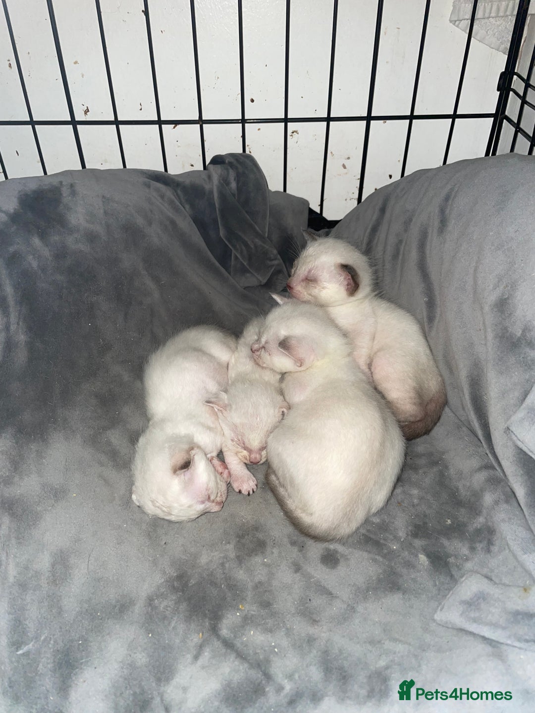 Bengal cats for sale: ABSOLUTELY BEAUTIFUL KITTENS 🐈‍⬛ XX - Advert 4