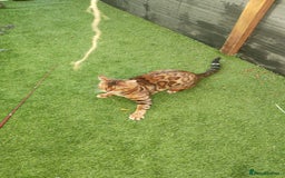 Bengal cats for sale: 🔥 Beautiful Boy Bengal Cat for Sale! 🔥 Plus 3 😺 - Image 3