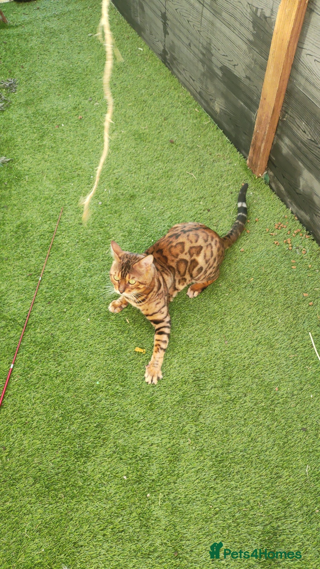 Bengal cats for sale: 🔥 Beautiful Boy Bengal Cat for Sale! 🔥 Plus 3 😺 - Image 3