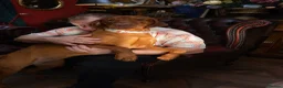 Hungarian Vizsla dogs for sale: 2 year old stunning athletic beautiful girl - Advert 4