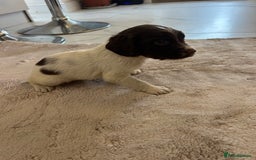 English Springer Spaniel dogs for sale: KC registered Springer spaniels puppies  - Image 37