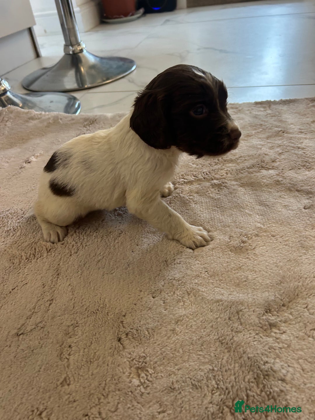 English Springer Spaniel dogs for sale: KC registered Springer spaniels puppies  - Image 37