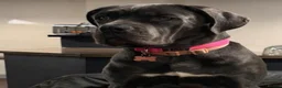 Cane Corso dogs for sale: Beautiful Blue Cane Corso Puppies  - Advert 7