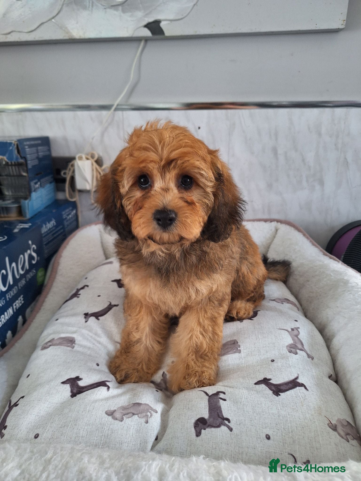 Cavapoo dogs F1 CAVAPOO PUPPIES READY NOW - Advert 7