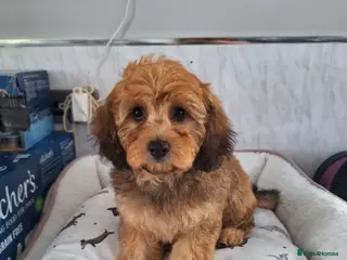 Cavapoo dogs F1 CAVAPOO PUPPIES READY NOW - Advert 8