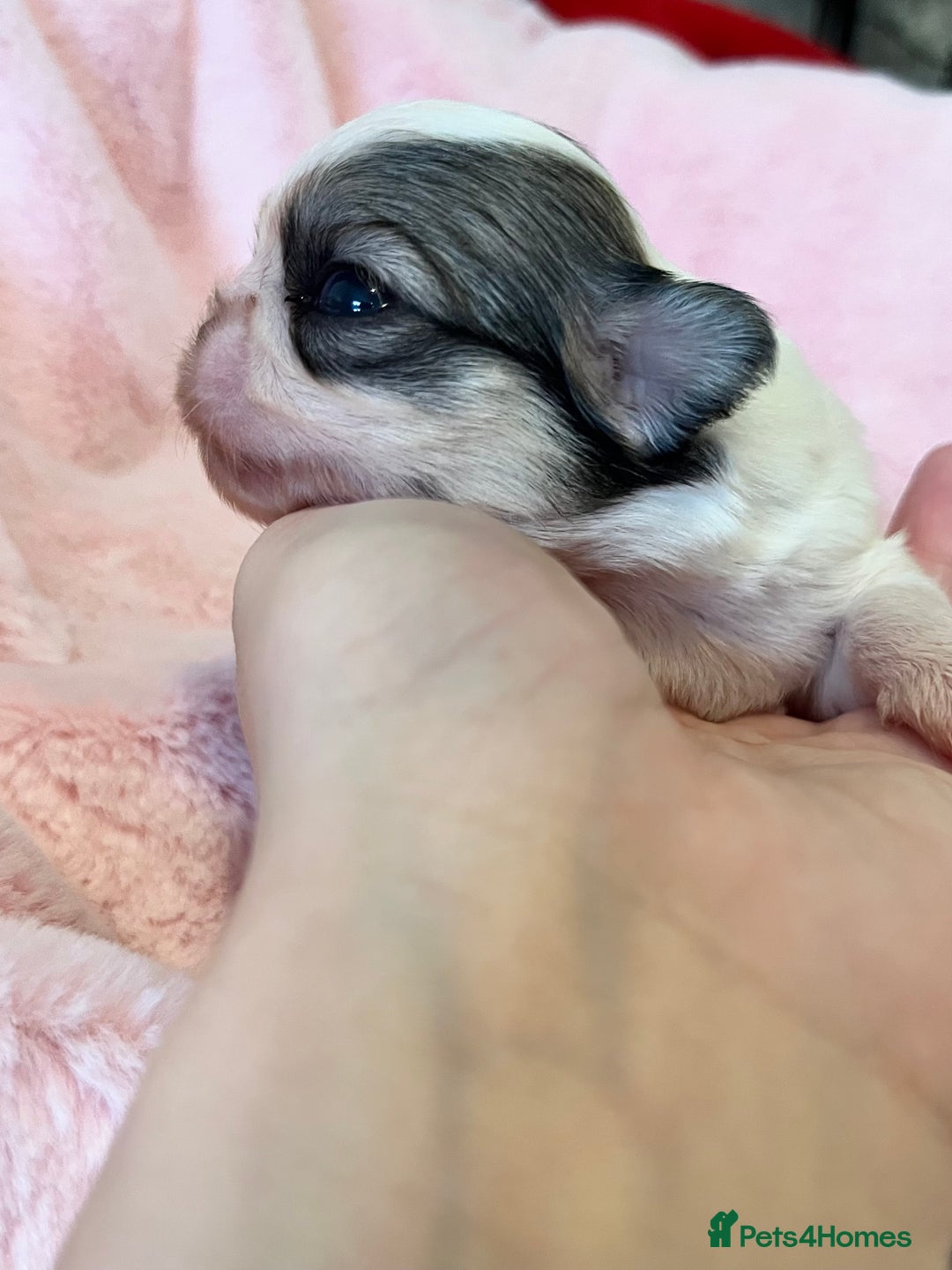 Chihuahua dogs for sale: Long Coat Chihuahua Boys Outstanding Quality ⭐️ - Advert 9