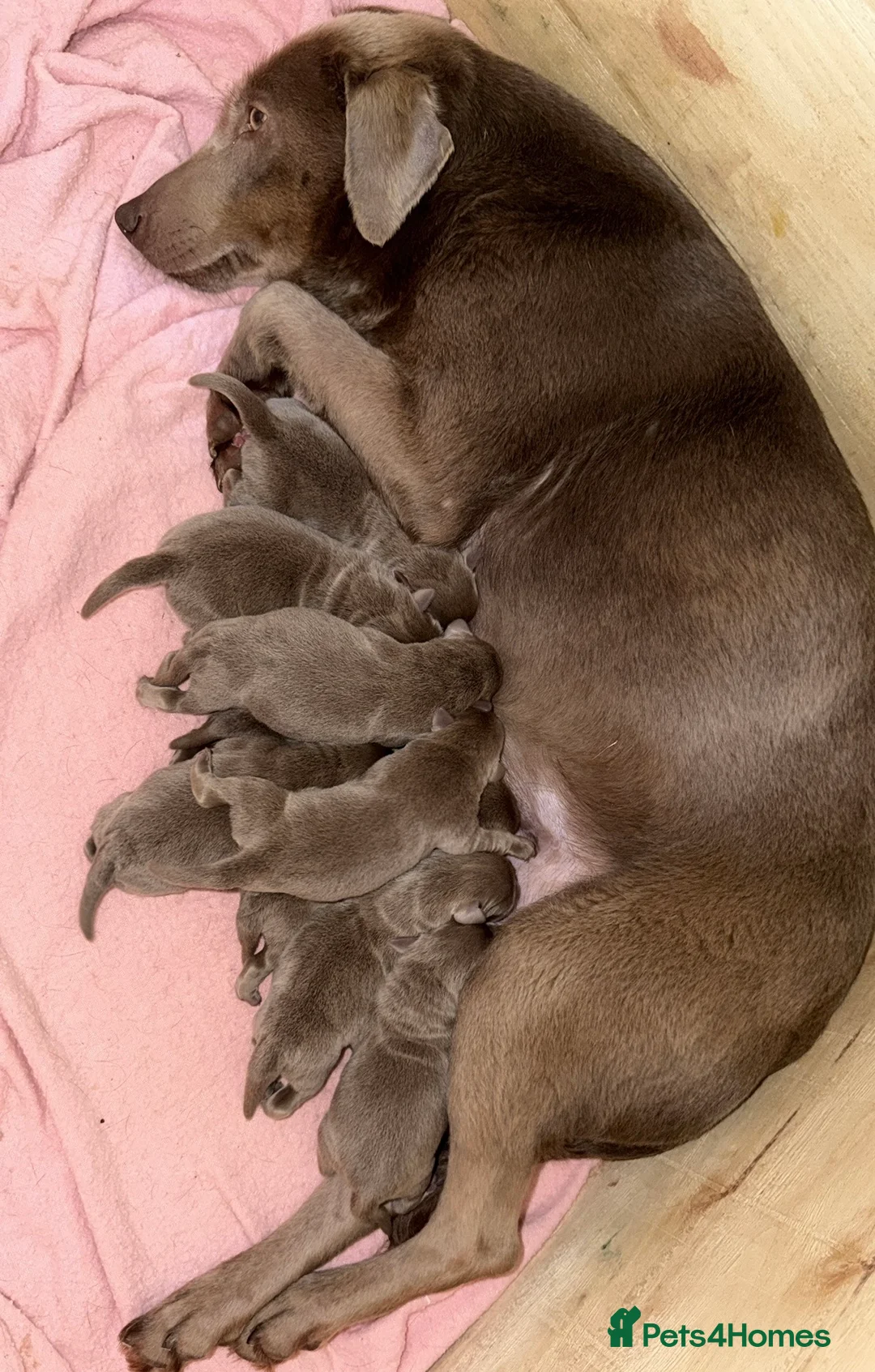 Labrador Retriever dogs for sale: Stunning Silver Labrador Pups  in Poole - Advert 2
