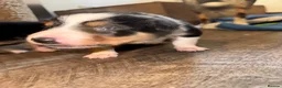 Border Collie dogs for sale: 7 tri color short hair collies from working parent in Hexham - Advert 5