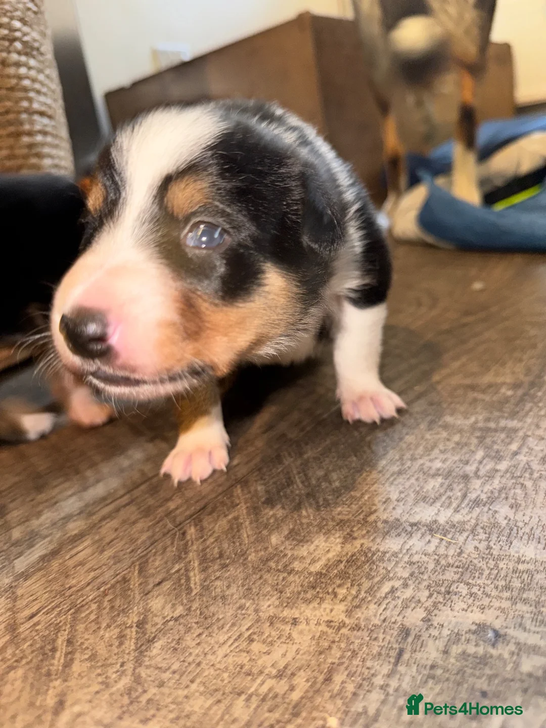 Border Collie dogs for sale: 7 tri color short hair collies from working parent in Hexham - Advert 5