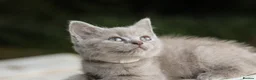 British Shorthair cats for sale: Stunning British Shorthair Kittens 🤍🐈 - Advert 10