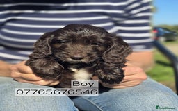 Cockapoo dogs for sale: Cockapoo Puppies Homebred Council Domestic Breeder - Image 3