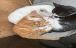 Mixed Breed cats for sale: Last two cuddly kittens - Image 9