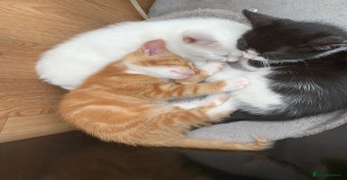 Mixed Breed cats - Advert 15