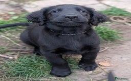 Flat coated Retriever dogs for sale: READY NOW Flat Coated Retriever Puppies - Image 29