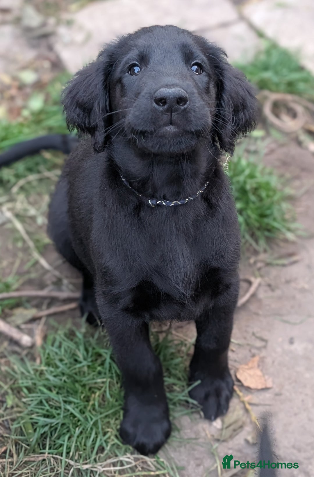 Flat coated Retriever dogs for sale: READY NOW Flat Coated Retriever Puppies - Image 29