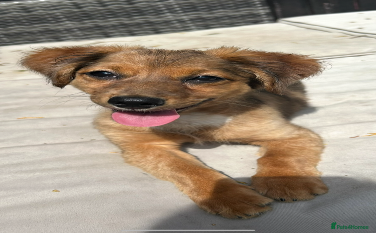 Chiweenie dogs - Advert 1