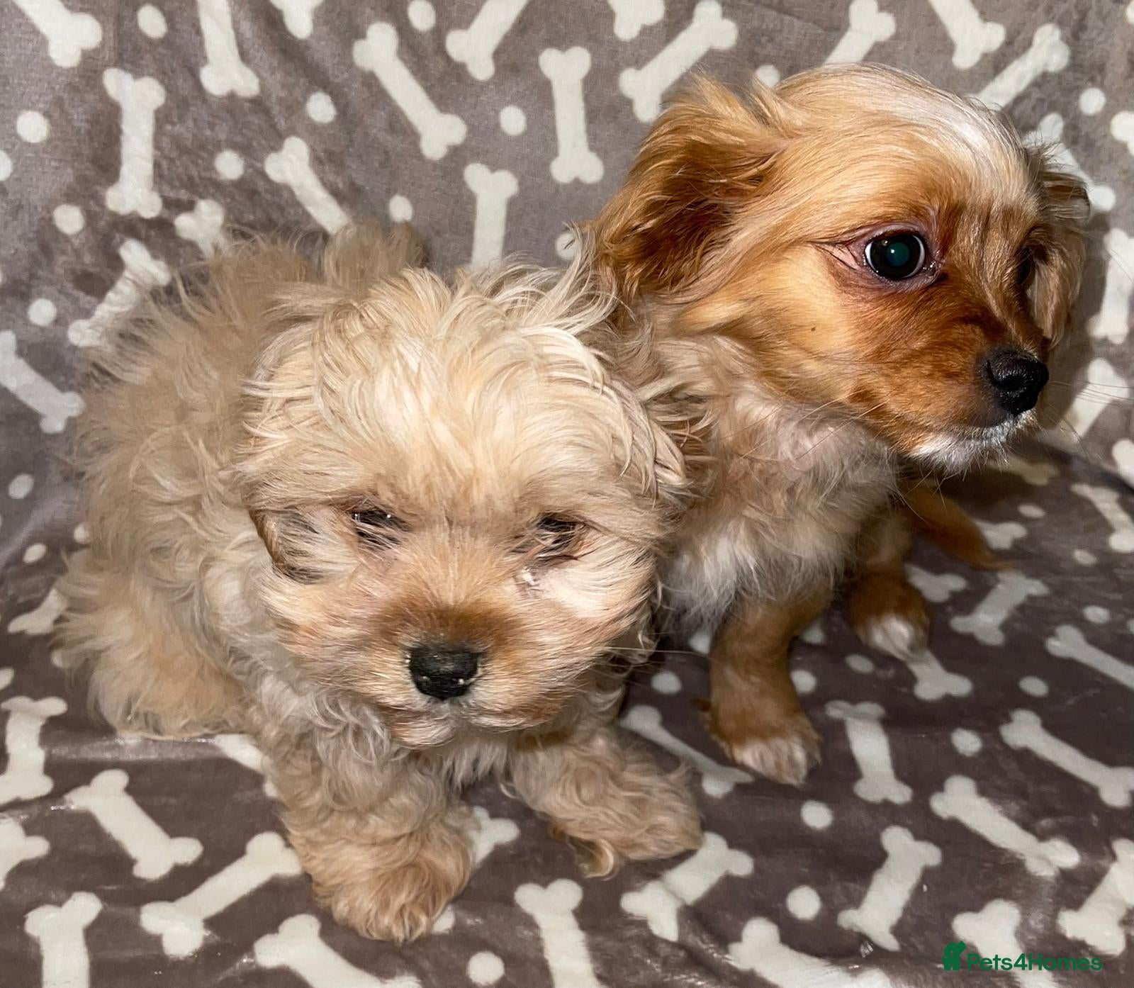 Cavapoo dogs Cavapoo puppies  - Advert 1