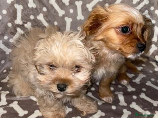 Cavapoo dogs Cavapoo puppies - Advert 1