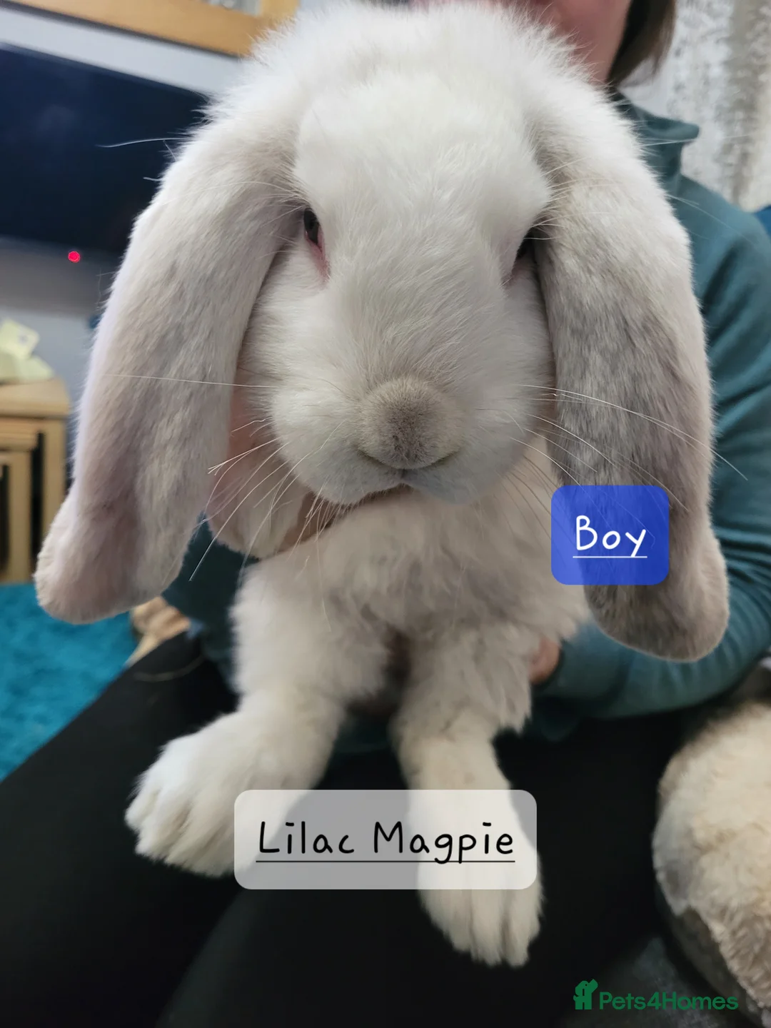 French Lop rabbits for sale: Pure Bred French Lop babies - Advert 2