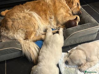 Golden Retriever dogs KC Champion Lines Golden Retriever pups - Advert 14