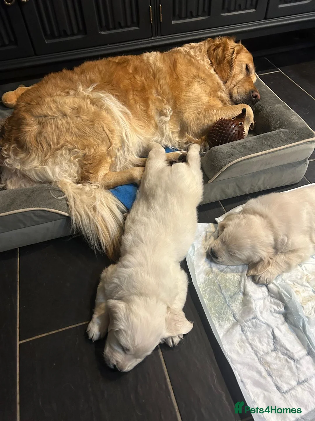 Golden Retriever dogs for sale: KC Champion Lines Golden Retriever pups - Advert 1