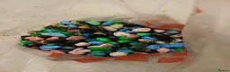 Platies fish for sale: Tank kit and fish in Bridgwater - Advert 8