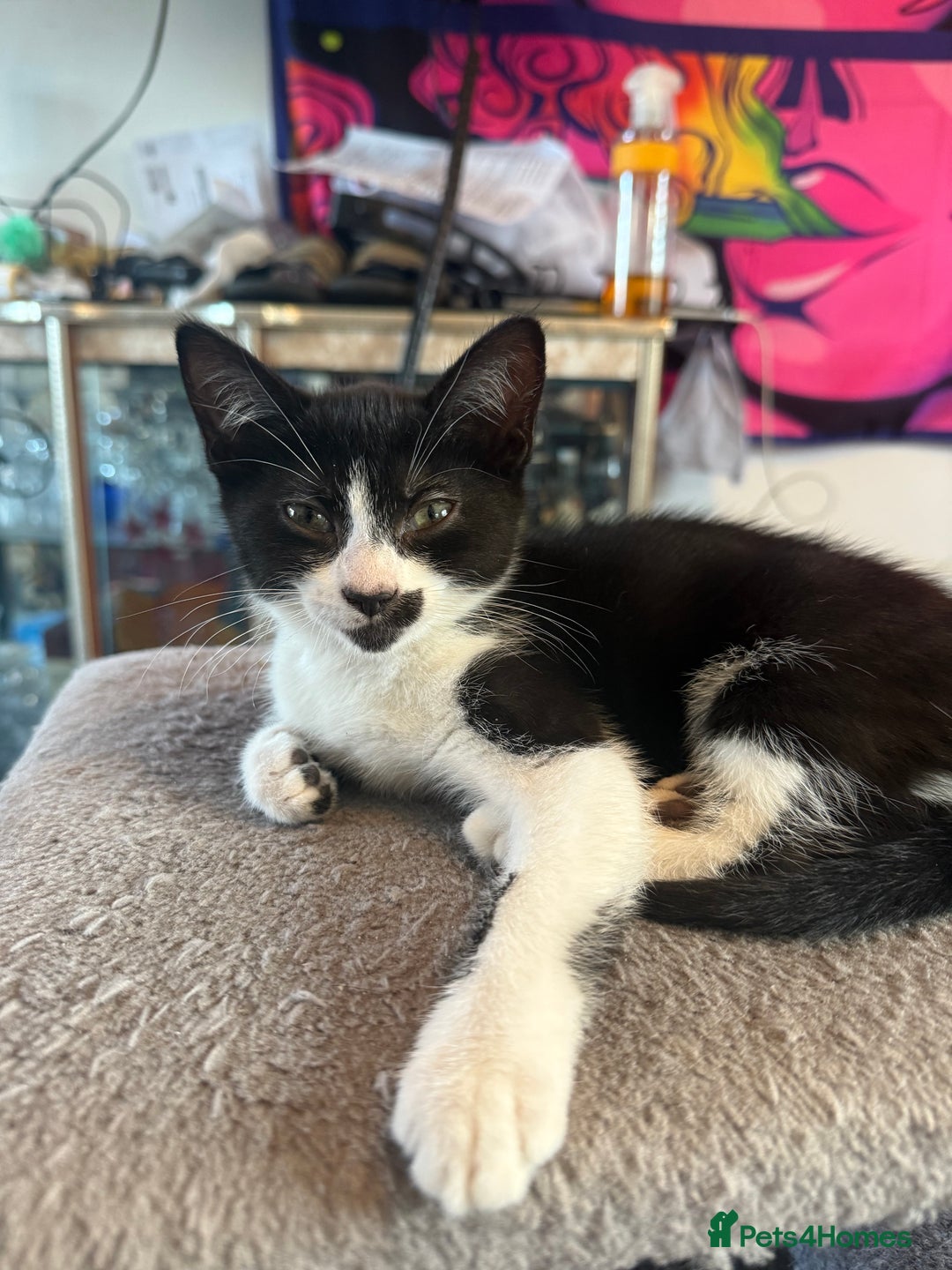 Domestic Shorthair cats for sale: Two female kittens  - Image 3