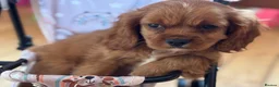 Cavalier King Charles Spaniel dogs for sale: Cavalier King Charles  - Advert 3