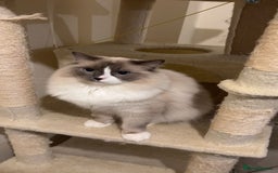 Ragdoll cats for sale: Beautiful ragdoll cat  - Image 1
