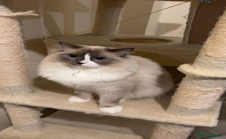 Ragdoll cats - Advert 12