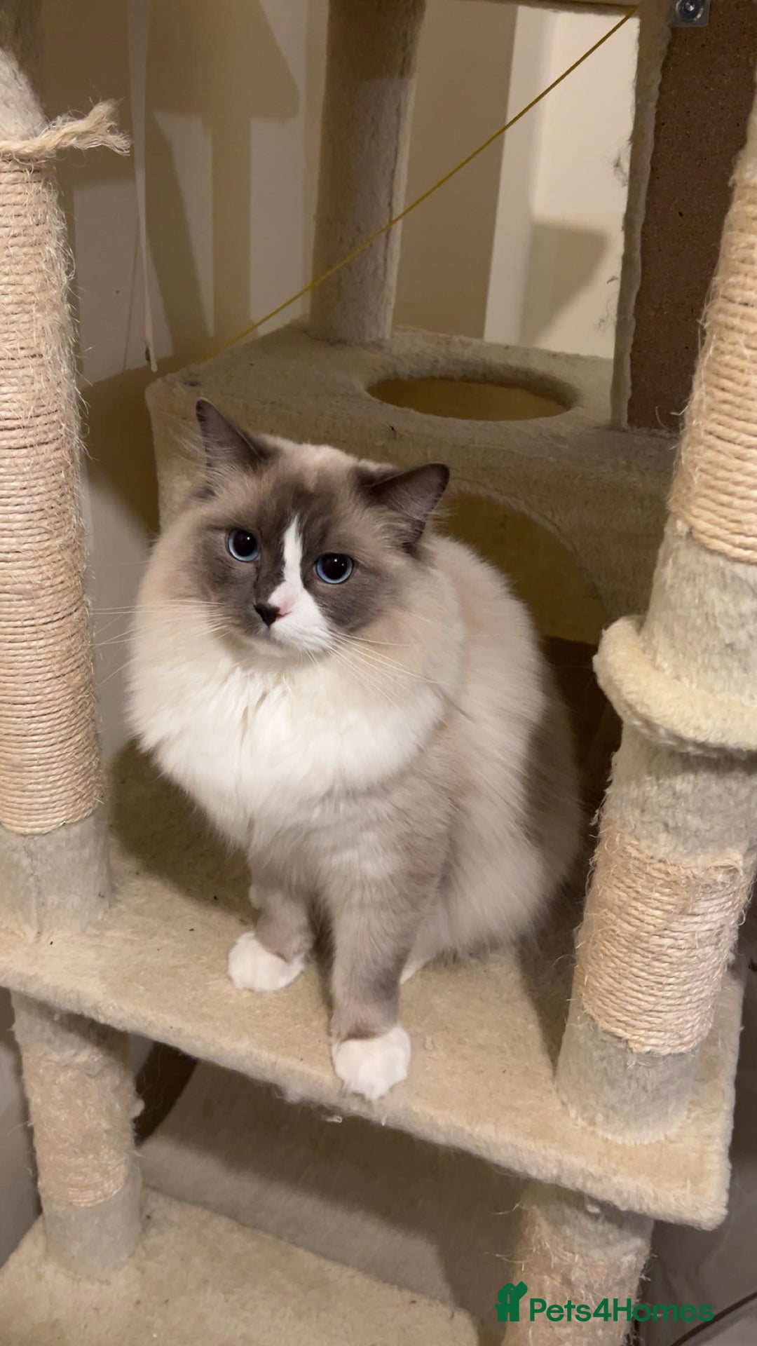 Ragdoll cats for sale: Beautiful ragdoll cat  - Image 1
