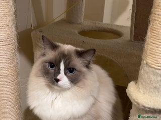 Ragdoll cats - Advert 32