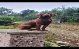 Mixed Breed dogs for sale: 8 Beautiful pups looking their forever home🥰 - Image 3