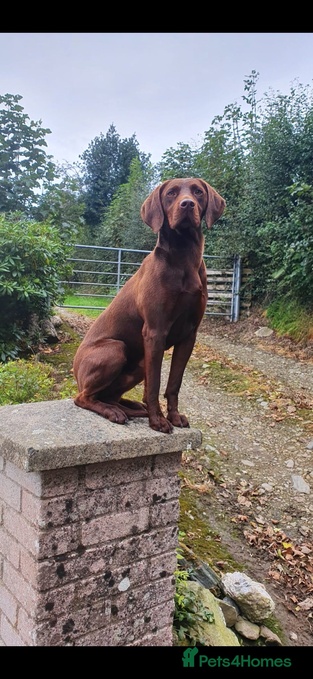 Mixed Breed dogs for sale: 8 Beautiful pups looking their forever home🥰 - Image 3
